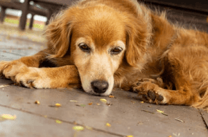 2024 Smart Pet Toy Trends: Technology solution to Pet's mental health and your time crunch