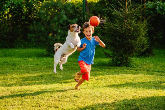 Blog: Top 10 Must-Have Outdoor Pet Products for Summer Adventures