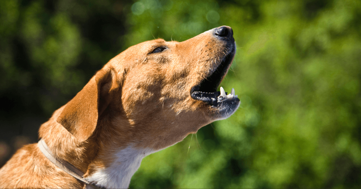 Silence is Golden: How to Stop Your Dog from Barking Excessively