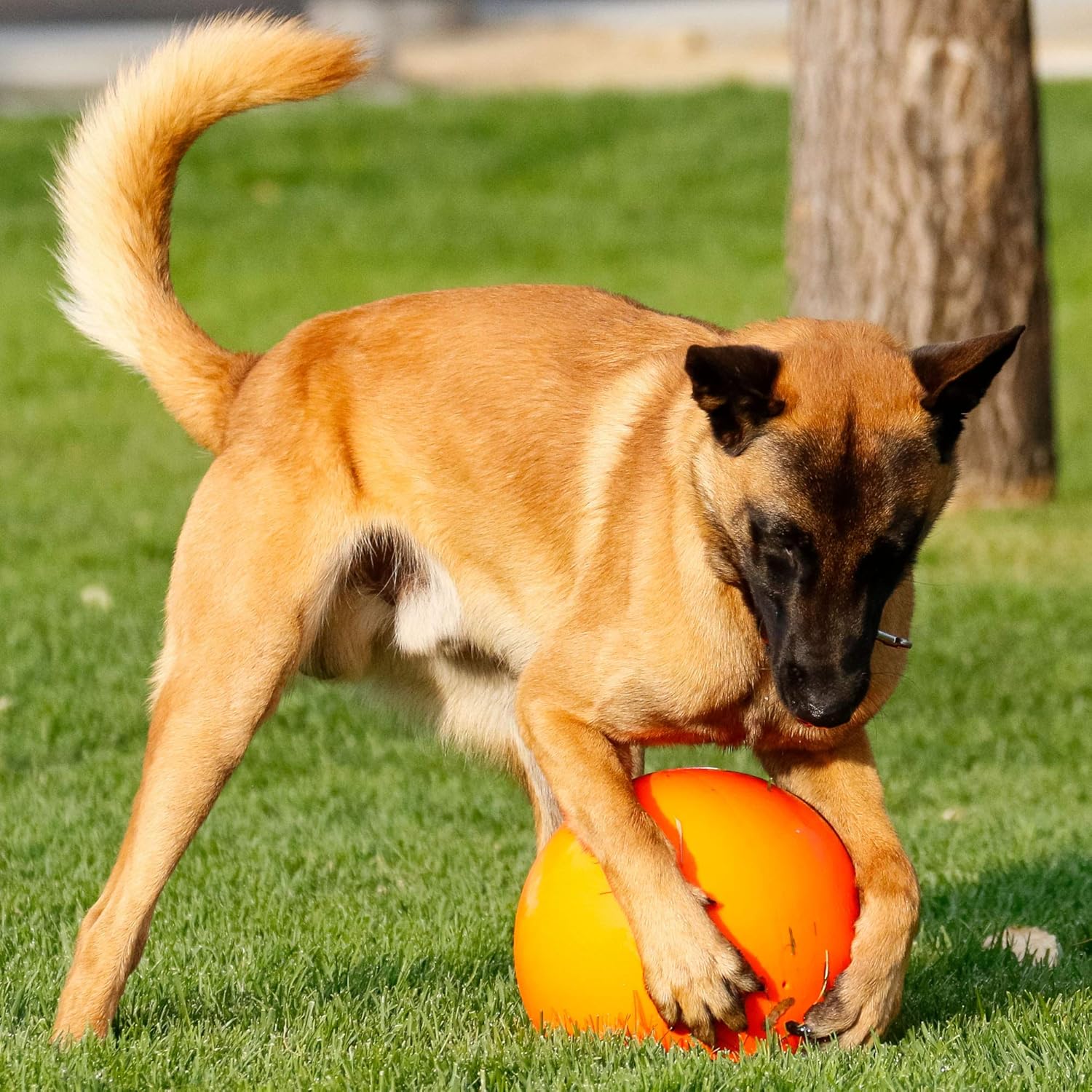 Virtually Indestructible Best Ball for Dogs, 10-inch