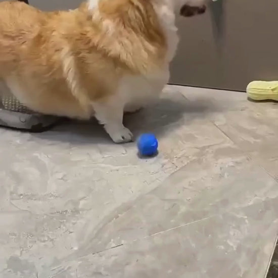 Electric Self Moving Ball for Pets Dogs and Cats