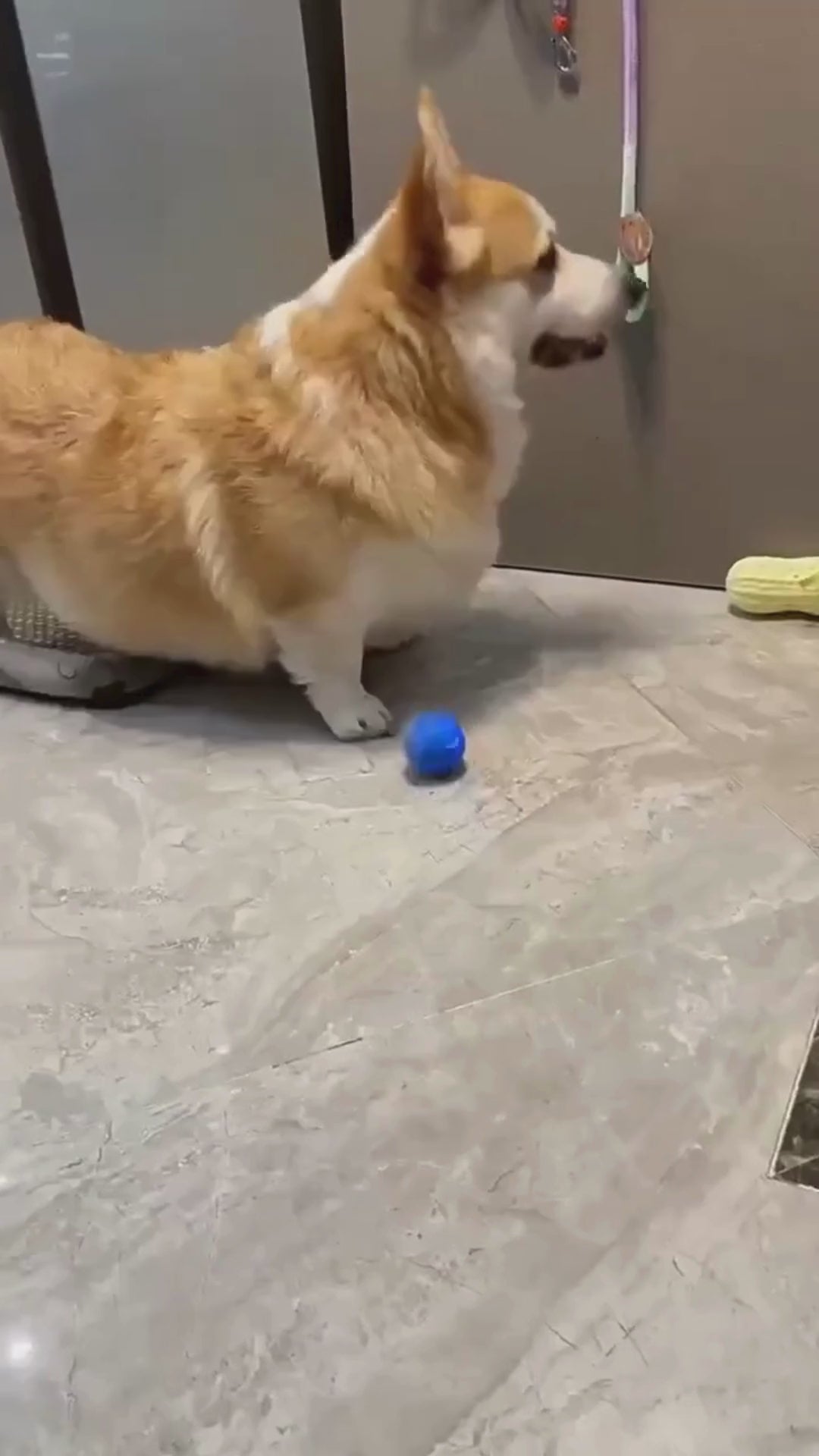 Electric Self Moving Ball for Pets Dogs and Cats